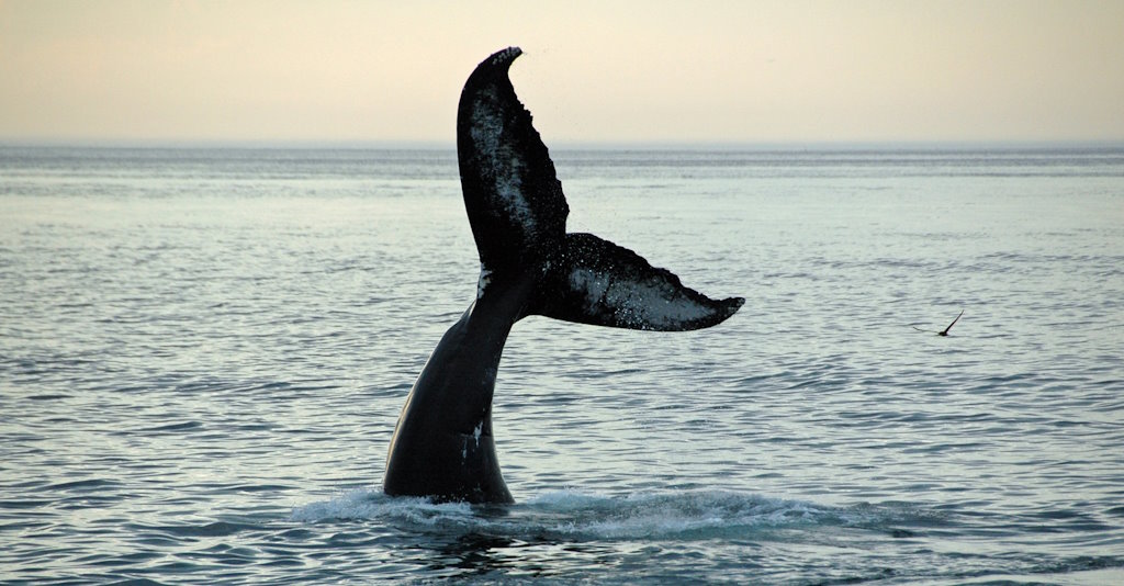 Whale Watching auf Teneriffa