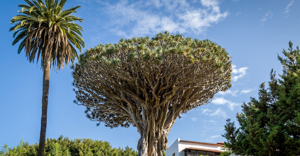 Drachenbaum in Icod de los Vinos