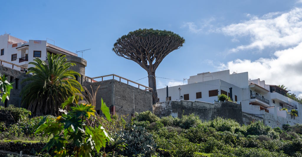 Parque del Drago mit Drachenbaum