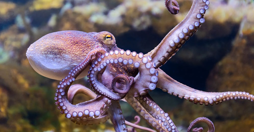 Oktopus Foto im Meer