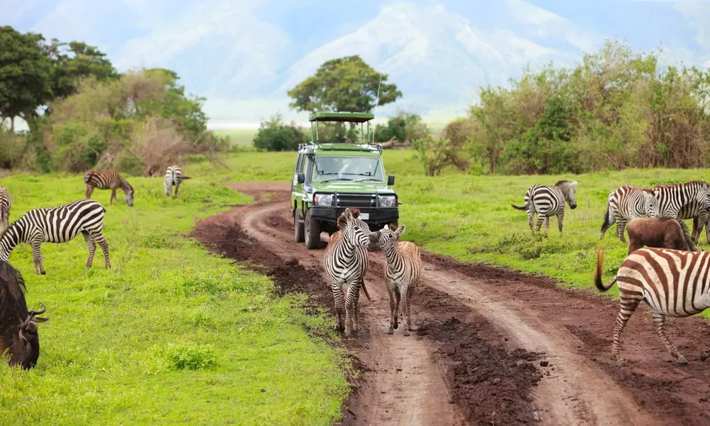 Safari-Abenteuer